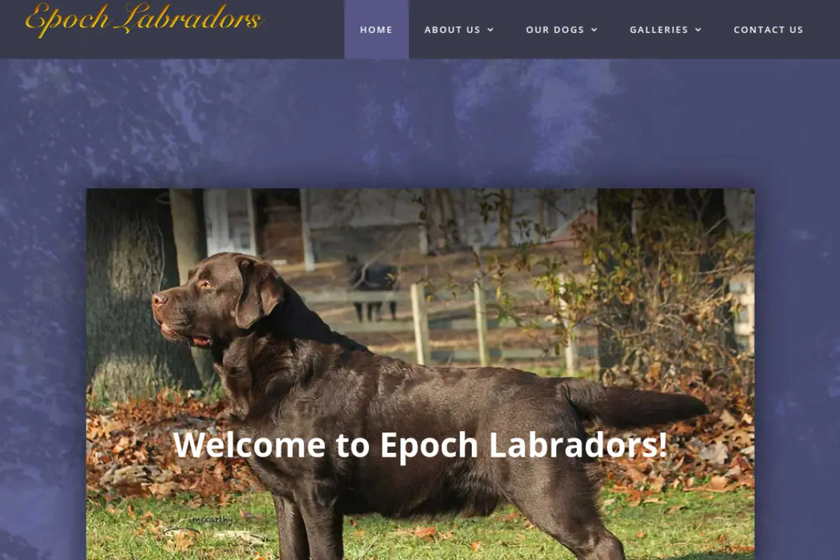 Homepage screenshot of the Epoch Labradors website built by Vertex Digital Studios